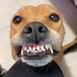 Meet your Posher, Nick